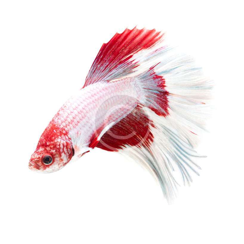 Siamese Fighting Fish, White